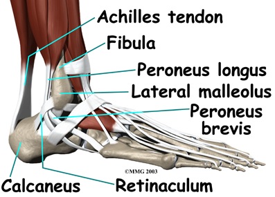File:Foot anatomy.jpg