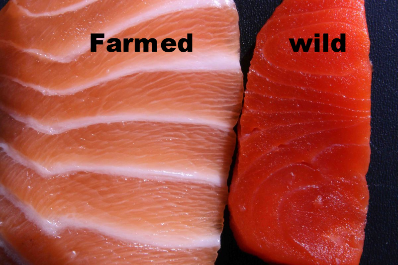 File:Farmed vs wild caught salmon.png