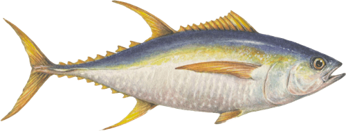 File:Yellowfin tuna.png